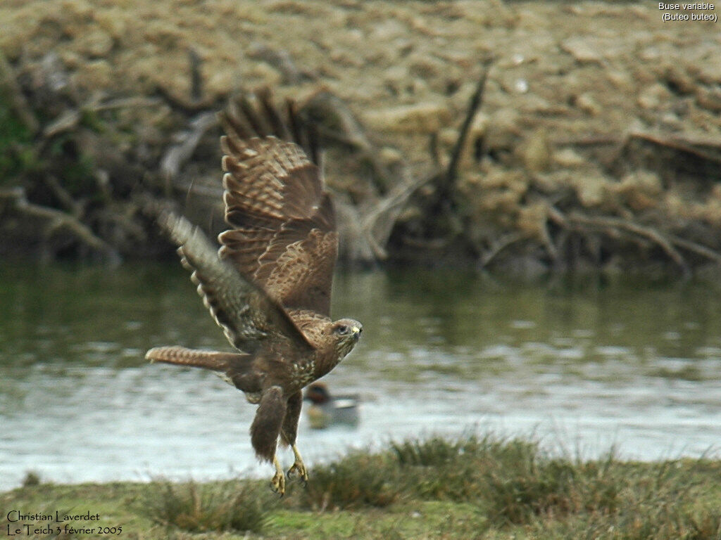 Common Buzzard