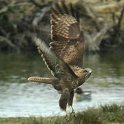 Common Buzzard