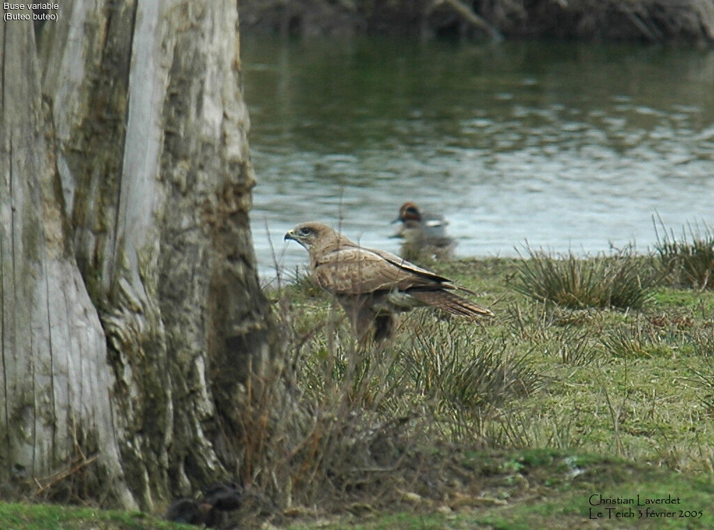 Common Buzzard