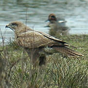 Common Buzzard