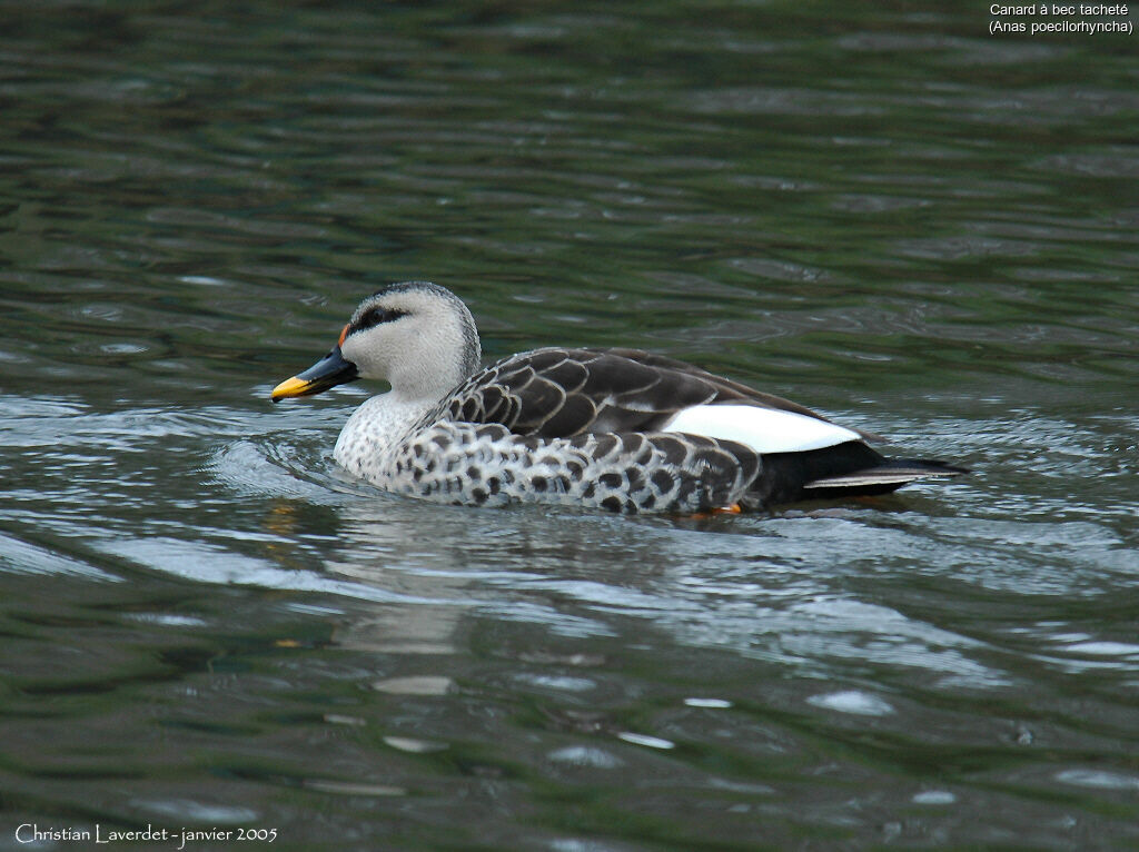 Canard à bec tacheté