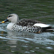 Indian Spot-billed Duck