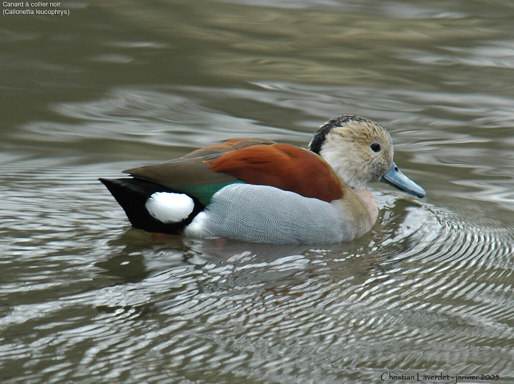 Canard à collier noir