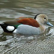 Ringed Teal