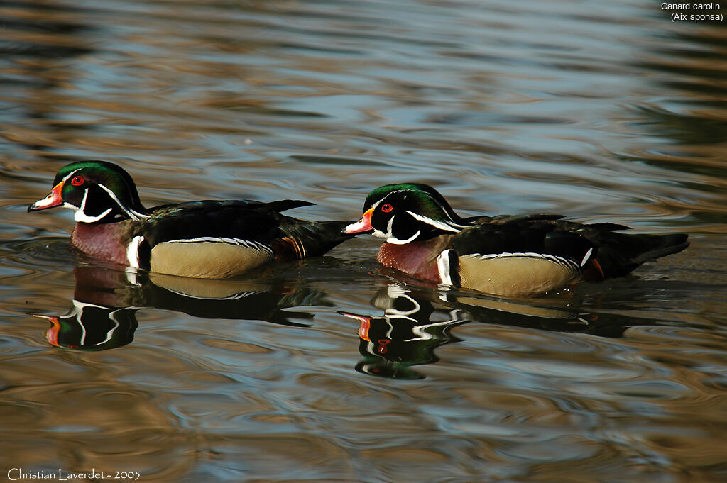 Canard carolin