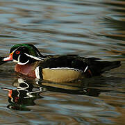 Wood Duck