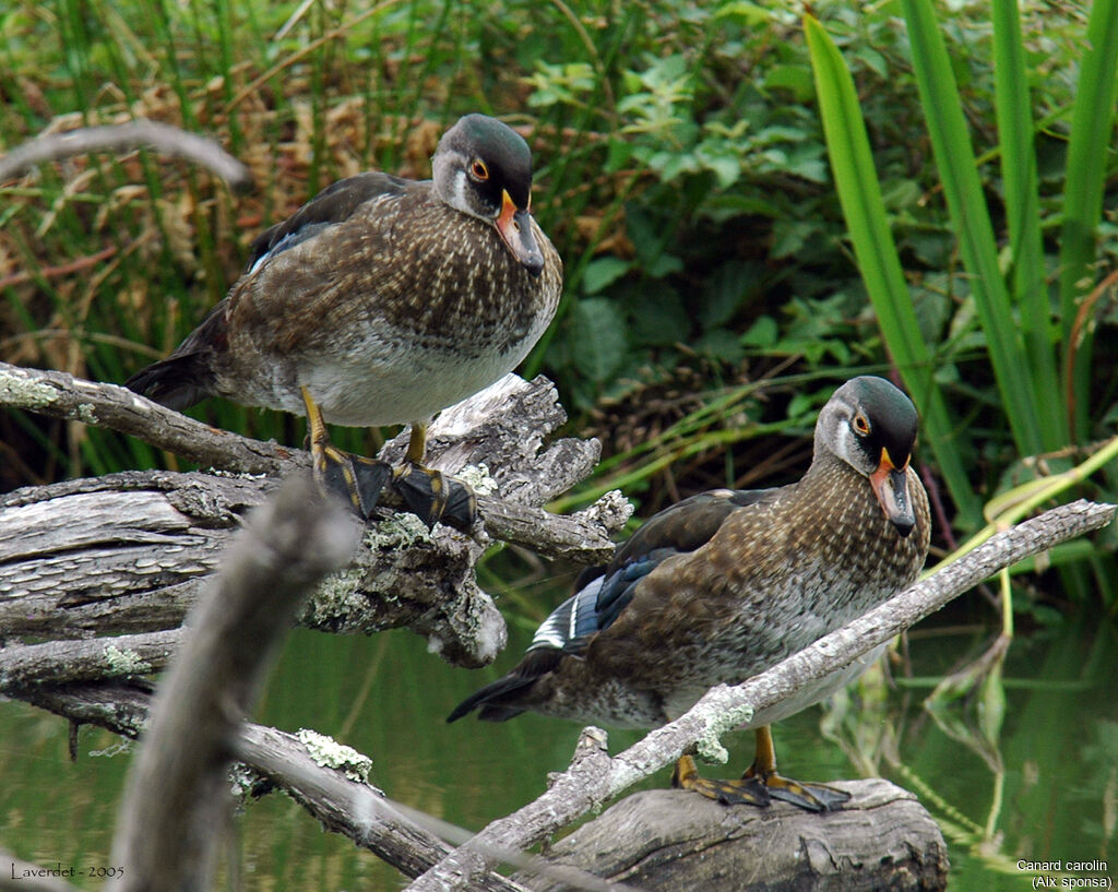 Wood Duck