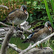 Canard carolin