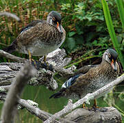 Wood Duck