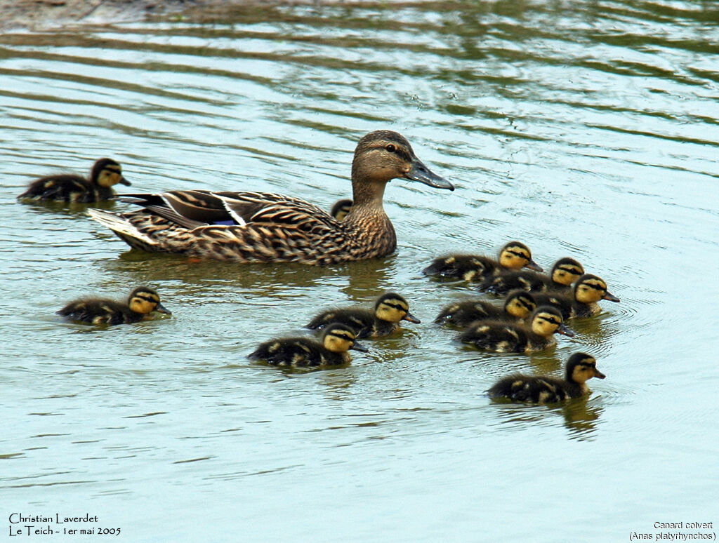 Canard colvert