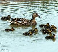 Canard colvert