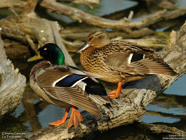 Photo de Canard colvert > Cannette Et Canardo > N° 464817 sur Photos