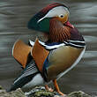 Canard mandarin