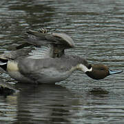 Northern Pintail