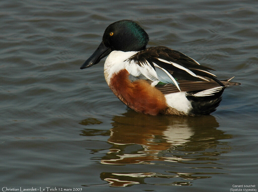 Canard souchet