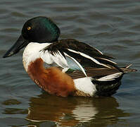 Northern Shoveler