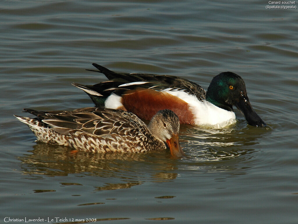 Canard souchet