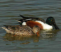 Canard souchet