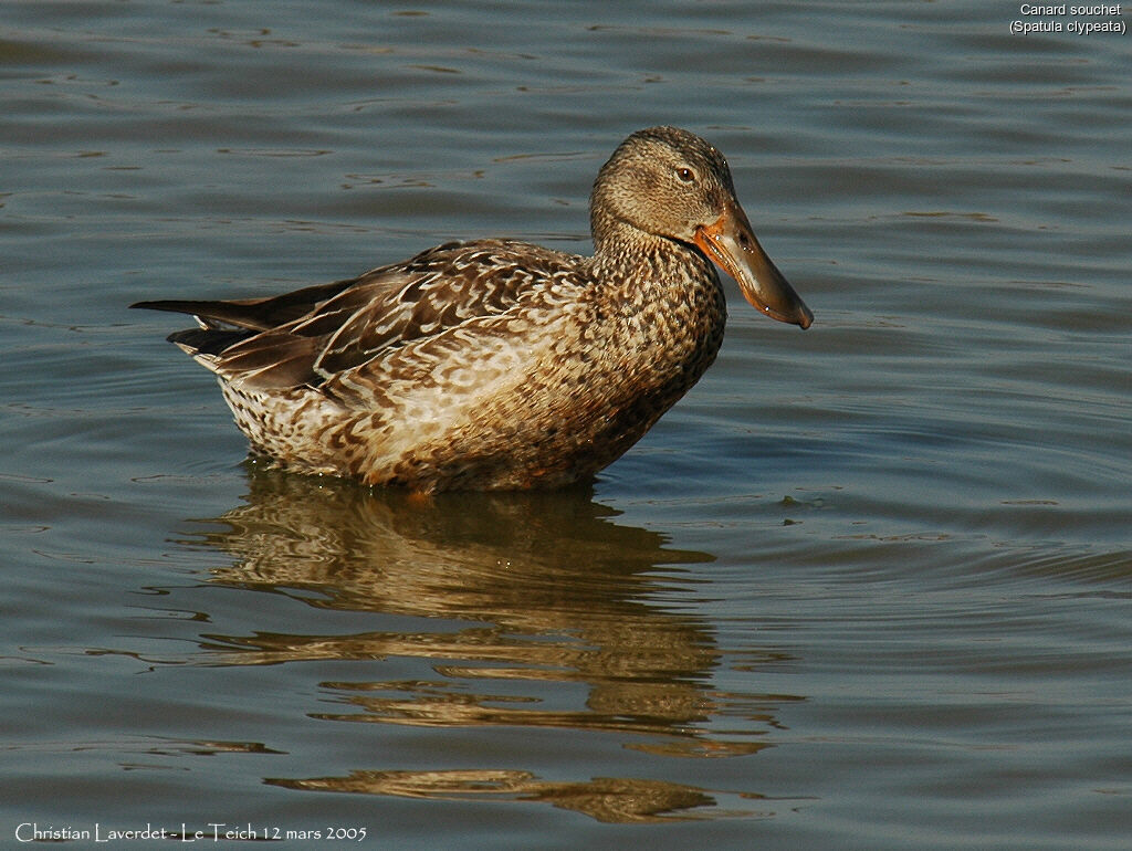 Canard souchet