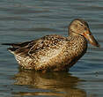 Canard souchet