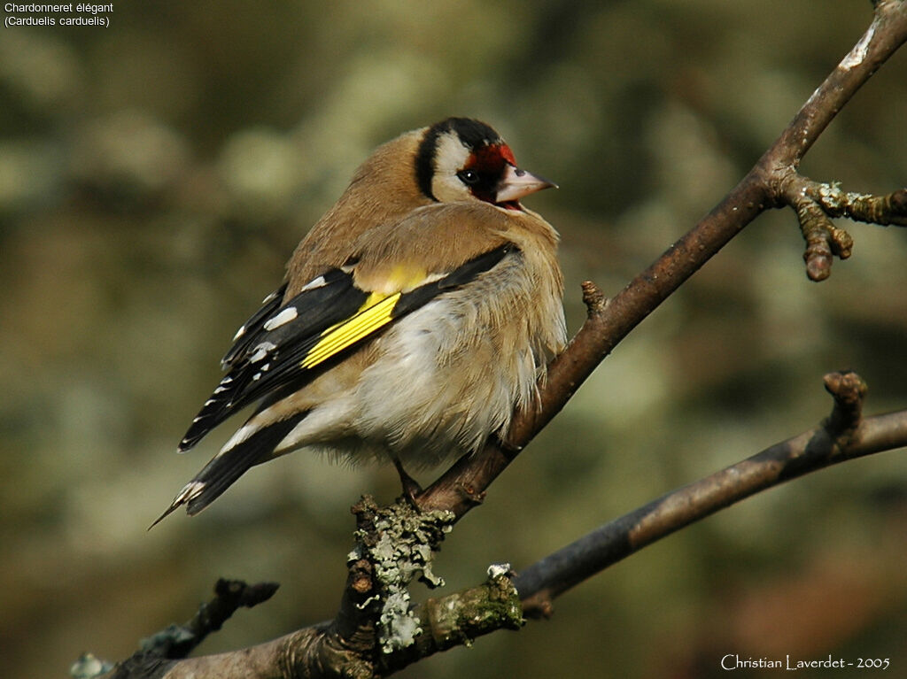 Chardonneret élégant