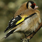 European Goldfinch