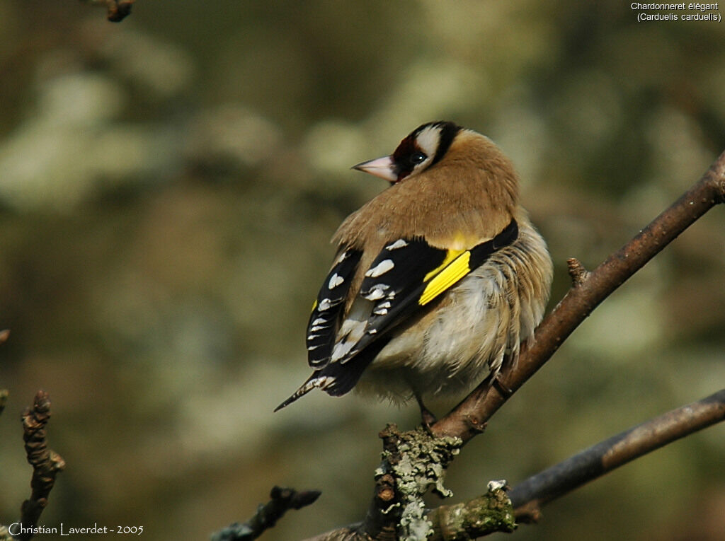 Chardonneret élégant