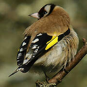 European Goldfinch