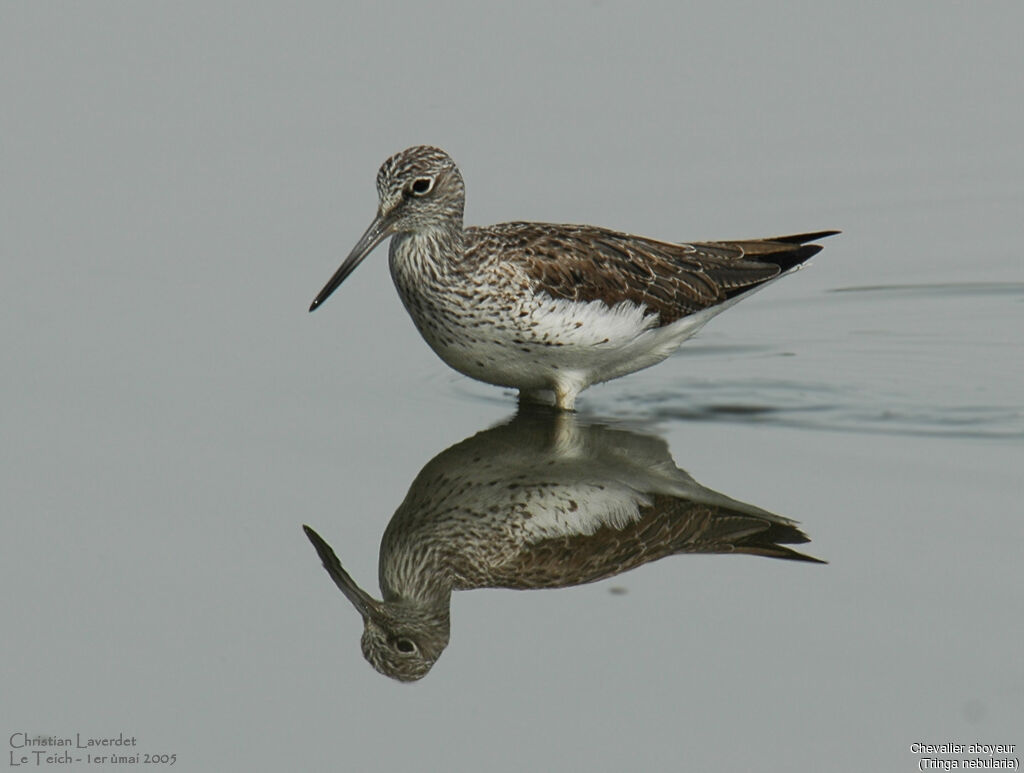 Common Greenshank