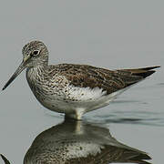 Common Greenshank