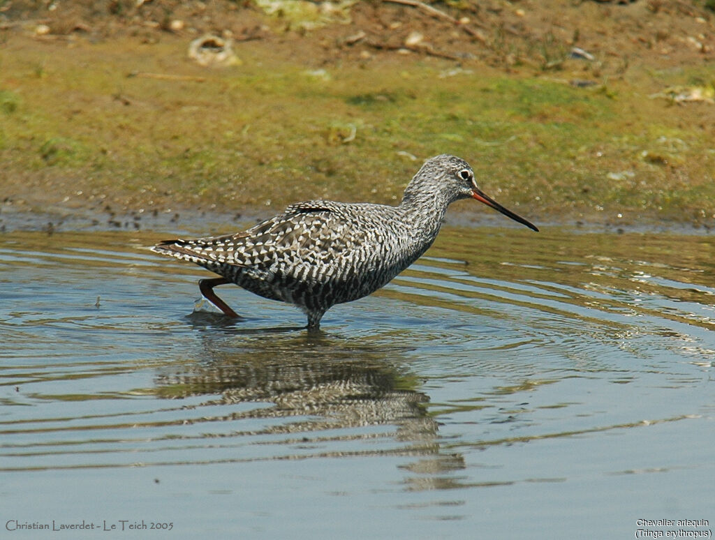 Spotted Redshank