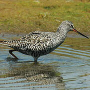 Spotted Redshank