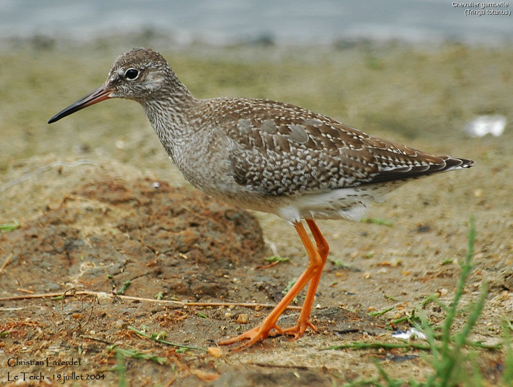 Common Redshank