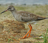 Common Redshank