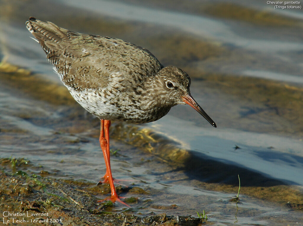 Common Redshank