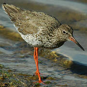 Common Redshank