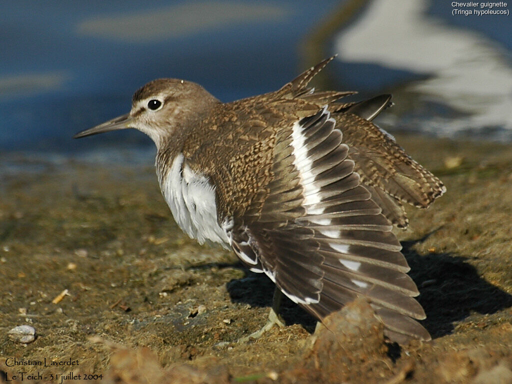 Common Sandpiper