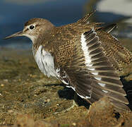 Common Sandpiper