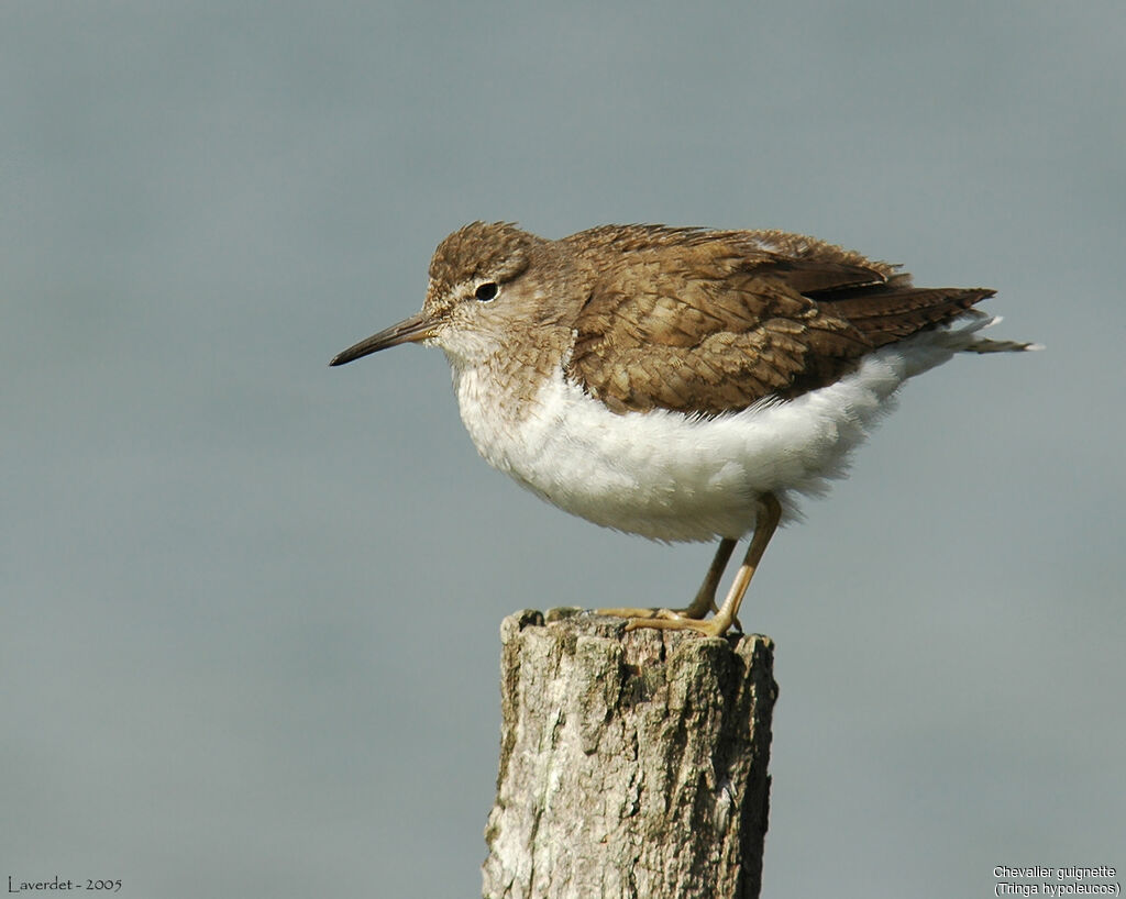 Common Sandpiper