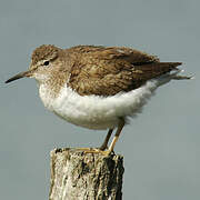 Common Sandpiper