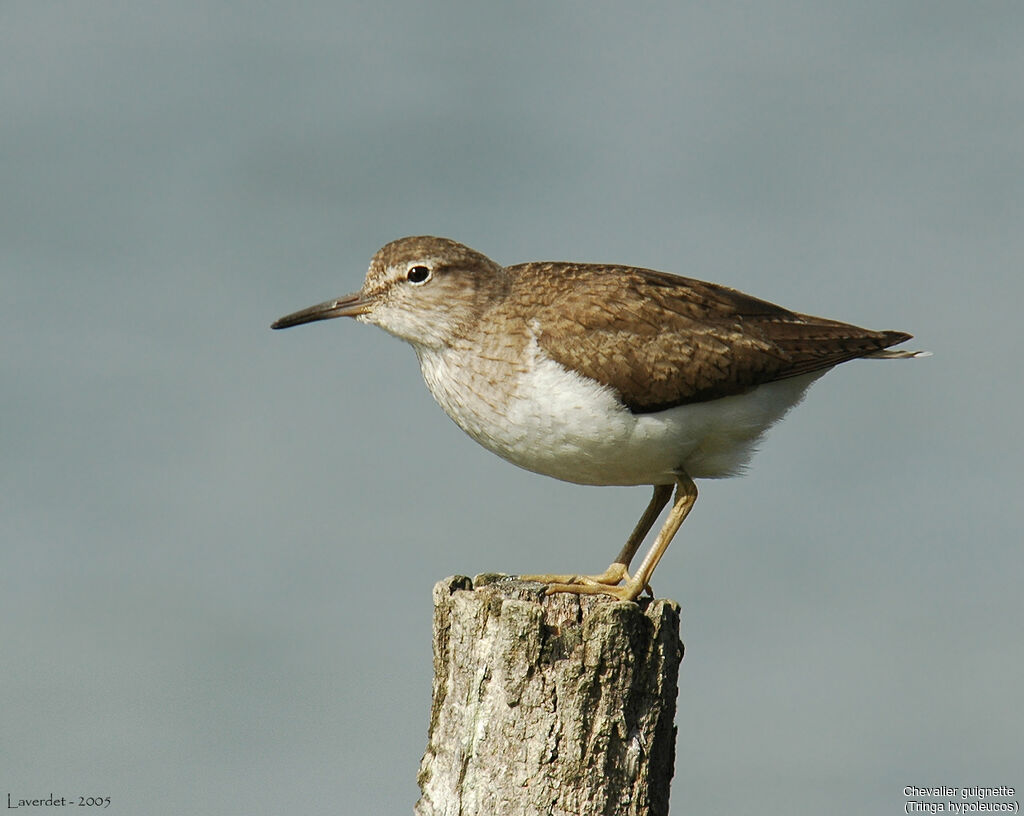 Common Sandpiper