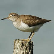 Common Sandpiper