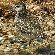 Wood Sandpiper