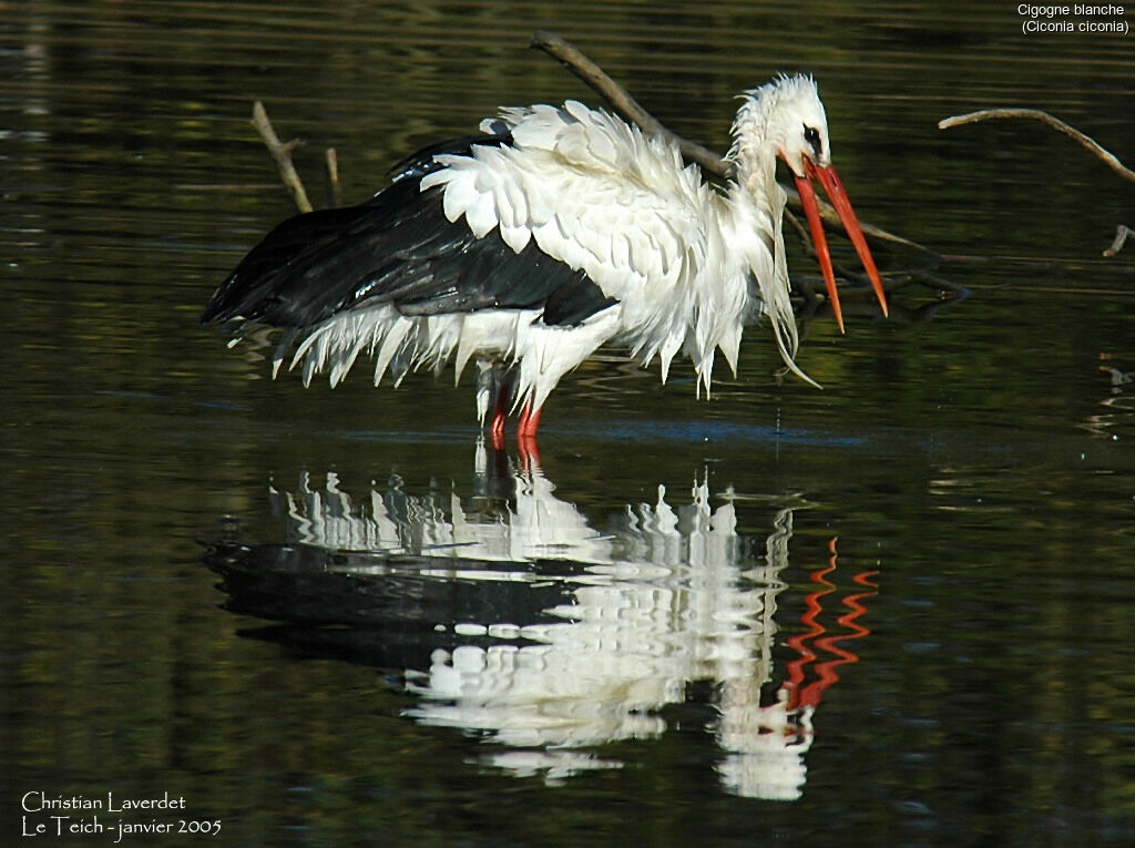 Cigogne blanche