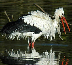 Cigogne blanche