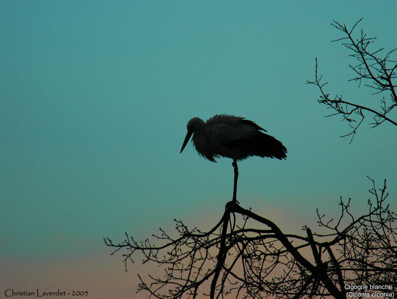 Cigogne blanche
