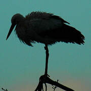 White Stork