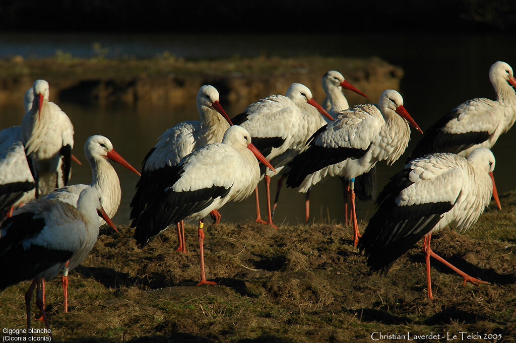 Cigogne blanche