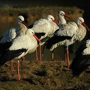 Cigogne blanche