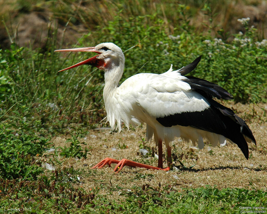 Cigogne blanche